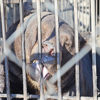 Медведи, которые жили в клетке у АЗС, застрелены