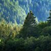 ГК ТАЛТЭК возрождает леса: более миллиона деревьев будут высажены в Кузбассе 